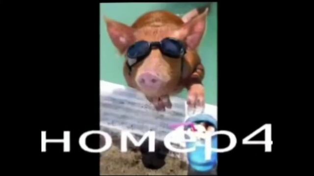 топ 5 смешных кабанов смотреть онлайн