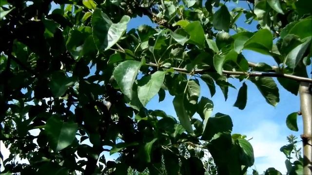 Liberty po przymrozkach 2017 смотреть онлайн