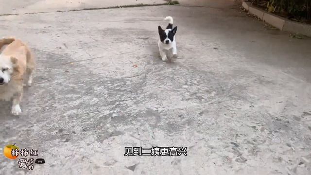 小奶狗看到二姨回来，飞奔过去，开心的耳朵都飞起来啦 смотреть онлайн