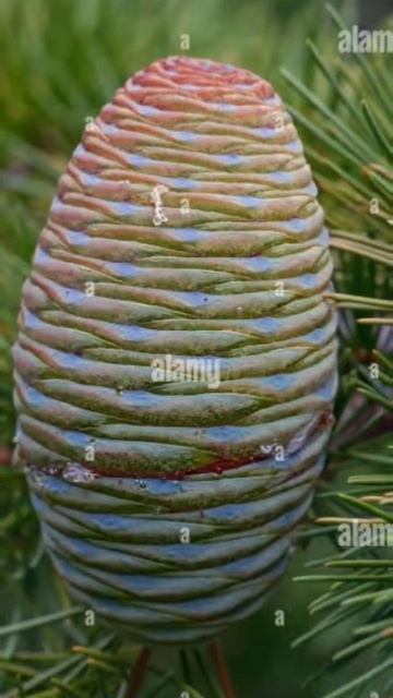 #deodar tree and fruit #hd photo #eaditing смотреть онлайн