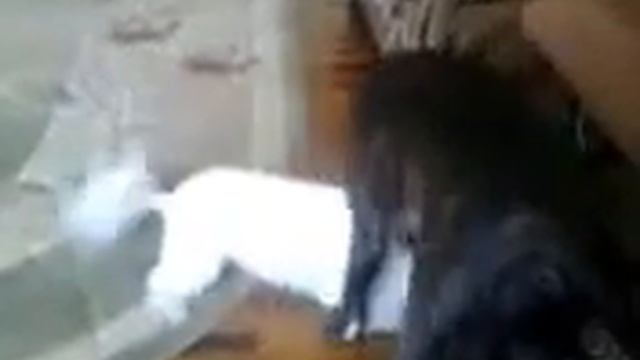 Собаки не знают чем заняться) смотреть онлайн