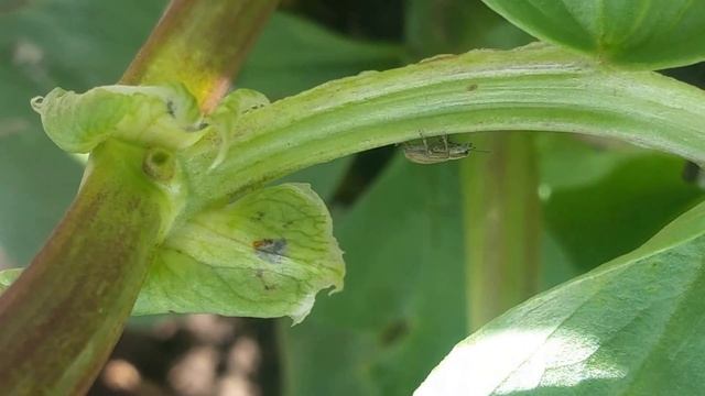 Pea leaf weevil on broad bean смотреть онлайн