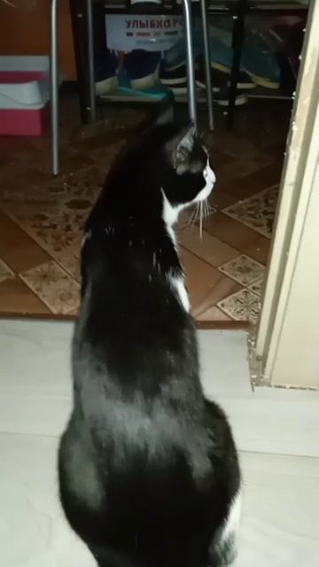 День прошёл,число сменилось,не хрена не изменилось 😸 смотреть онлайн
