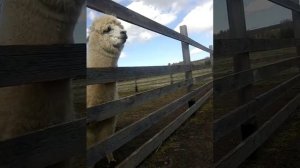 Дикие альпаки