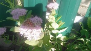 Седум бриллиант видный