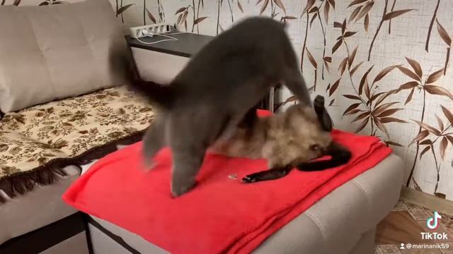 Битва титанов смотреть онлайн