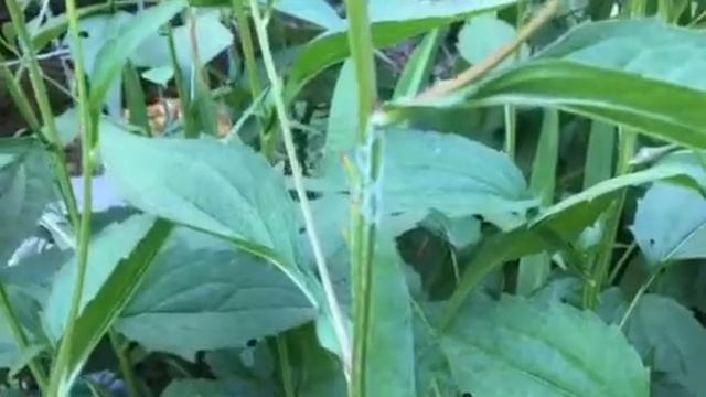 Powdery Mildew Fungus on Black-Eyed Susans! Episode 1 смотреть онлайн