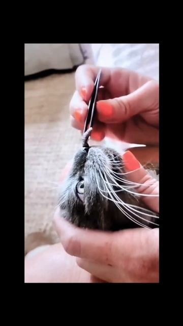 Big Warble Remov From Small kitten botfly removal cat meowing loudly смотреть онлайн