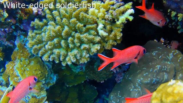 White-edged Soldierfish (Myripristis murdjan) Pinecone soldierfish, Blotcheye soldierfish смотреть онлайн