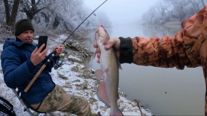 РЫБАЛКА С ПОДПИСЧИКАМИ НА КАНАДСКОГО СОМА (КАНАЛЬНОГО) НА РЕКЕ КУБАНЬ с.МОГУКОРОВО