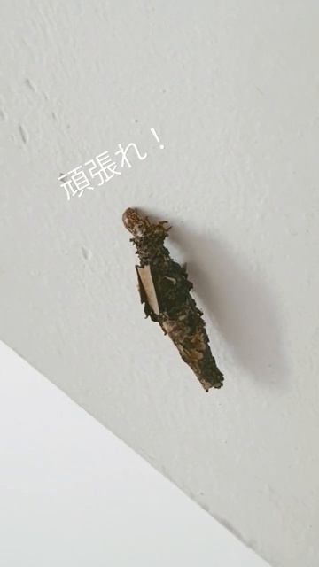 A bagworm moth in caterpillar phase, with its protective "bag", crawls up the side of a staircase.. смотреть онлайн