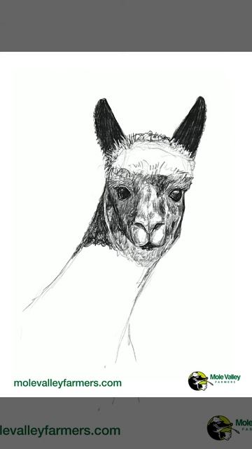 Alpaca | Mole Valley Farmers смотреть онлайн