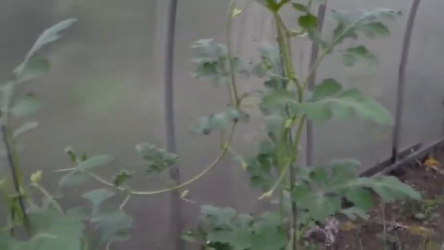 Индюшки и куры высиживают птенцов, на огороде все растет, подрощеные цыплята смотреть онлайн