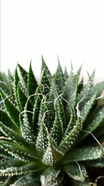 Сукуленти Succulents Kovel смотреть онлайн