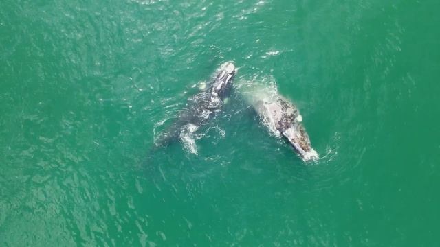 A Whale Lullaby 4K смотреть онлайн