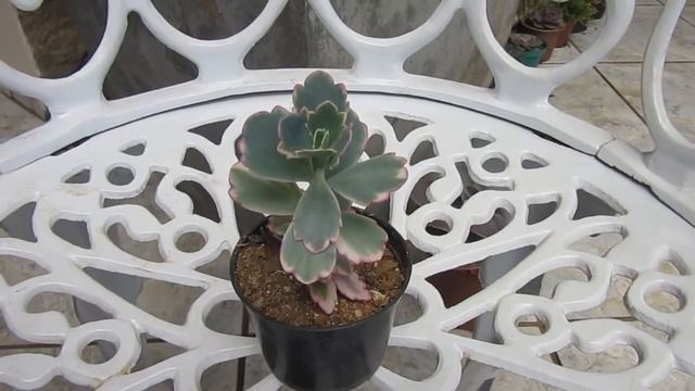 #Suculentadodia! | Kalanchoe Fedtschenkoi Variegata