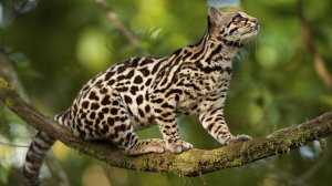 Маргай – белка среди котов! Ловкий акробат и эксперт по лазанию на деревьях! Длиннохвостая кошка.