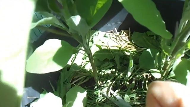 Зеленые решения