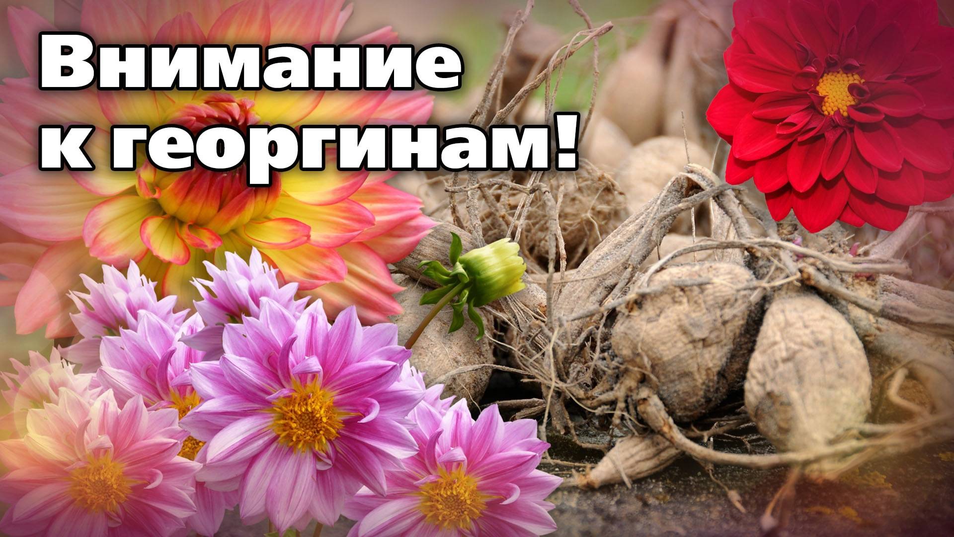 Георгины перед посадкой. Как разбудить и как поделить весной смотреть онлайн