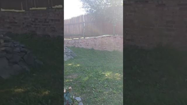 кратко о Ряжском зоопарке. смотреть онлайн