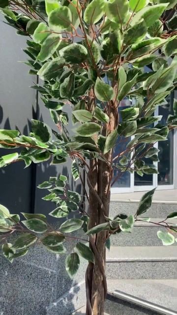 Декоративний фікус🌿Для замовлення переходьте за посиланням в коментарях. смотреть онлайн