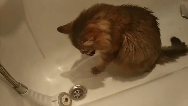 Кот и ванная смотреть онлайн