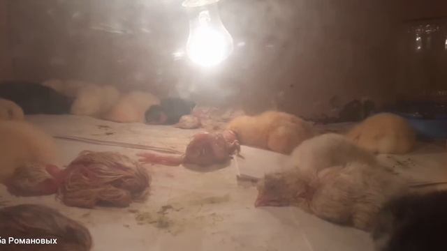 У нас пополнение. смотреть онлайн