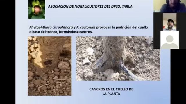 PLAGAS Y ENFERMEDADES DEL NOGAL смотреть онлайн