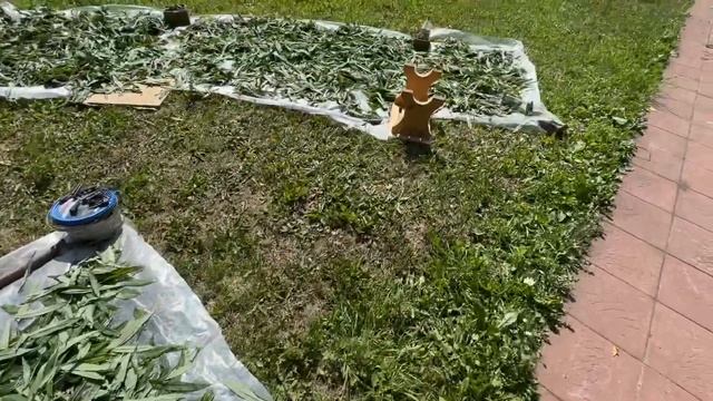 Иван чай от Миры, моей внучки! Вам здоровья! смотреть онлайн