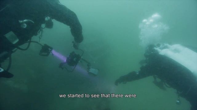 Transplanting gorgonian forests смотреть онлайн