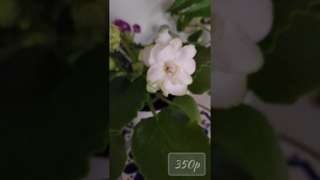 Цветущие стартеры фиалок в наличии. смотреть онлайн