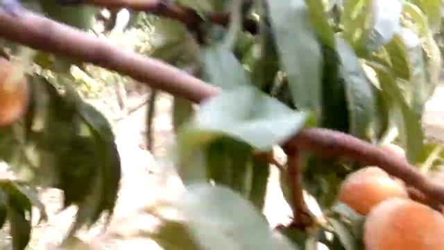 Чудо Персик 2018 смотреть онлайн