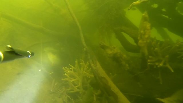 Сейм. Підводне полювання вдень. смотреть онлайн