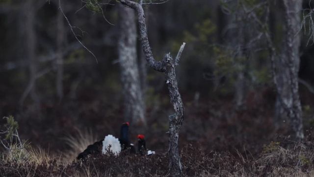 Norwegian Wood, spring 2022 смотреть онлайн