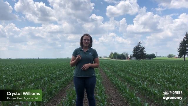 Fungicide Timing for Fields Experiencing Dry Periods смотреть онлайн