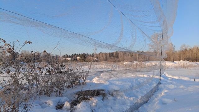 Ловля щеглов 19.02.2025. смотреть онлайн