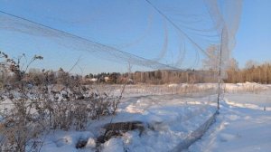 Ловля щеглов 19.02.2025.