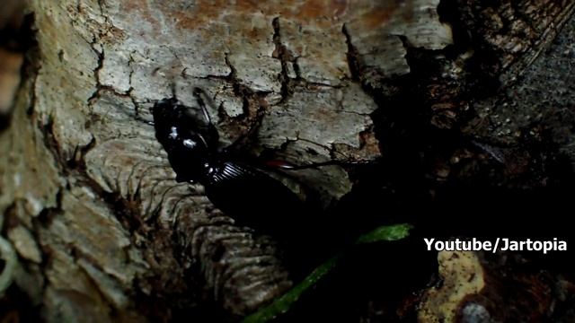 Slug Defends itself from a Hungry Beetle │Slug VS Beetle смотреть онлайн