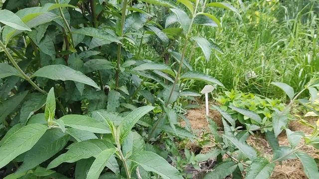 Дейція витончена Ніко Deutzia gracilis Nikko смотреть онлайн