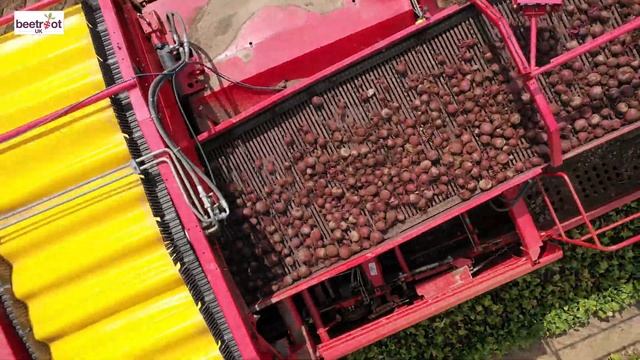 Beetroot UK Harvesting and Topping Beetroot смотреть онлайн