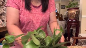 Unboxing Hoya verticillata Plants ‘Black Margin’#hoya