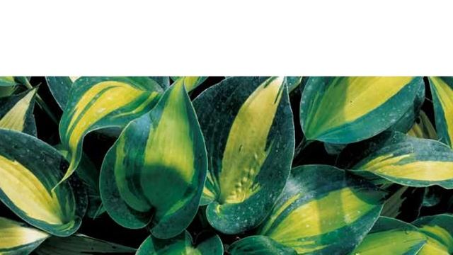 Hostas in Korea, 비비추 '그렌드 마퀴' Hosta ‘Grand Marquee’ смотреть онлайн