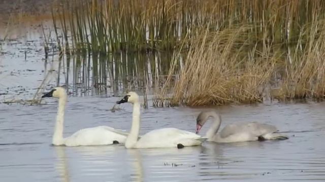 Tundra Swans in southern Saskatchewan, Canada смотреть онлайн