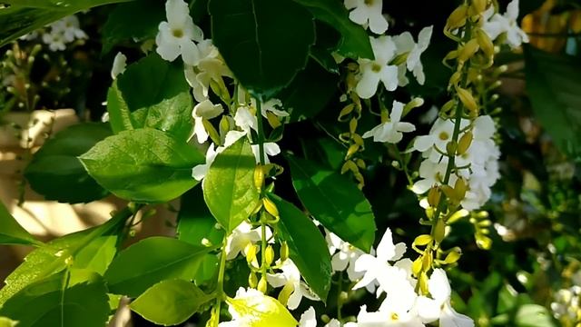 Blooming Duranta Erecta (Golden Dewdrops) or Sky Flower growing in the pot. смотреть онлайн