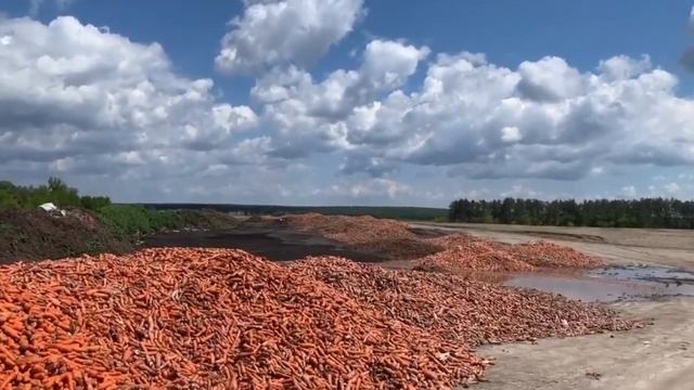 Під Києвом місцевий фермер викинув у поле тонни моркви смотреть онлайн