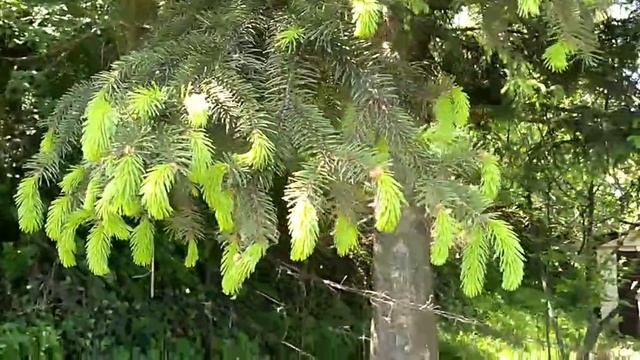 SIRUP OD BOROVIH IGLICA - kako se pravi domaći lek protiv kašlja смотреть онлайн