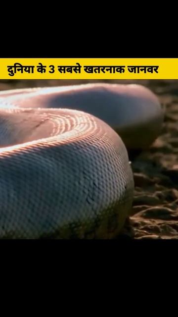 दुनिया के सबसे खतरनाक जानवर 😲 #shorts #shortfeed #animals #manishytshorts смотреть онлайн