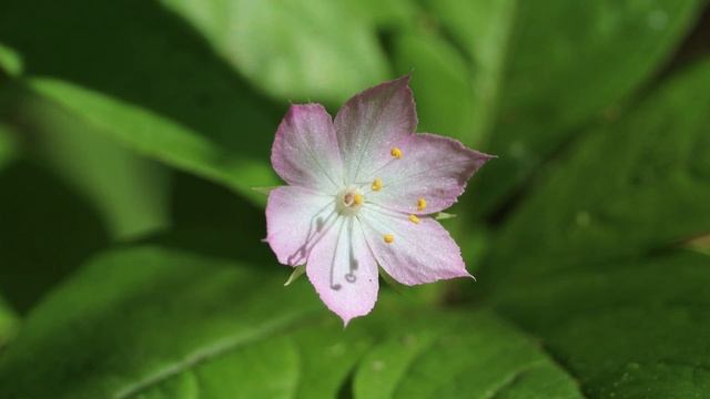 Broad-Leaved Starflower смотреть онлайн