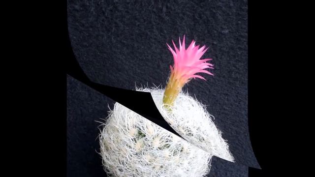 Neoporteria multicolor смотреть онлайн