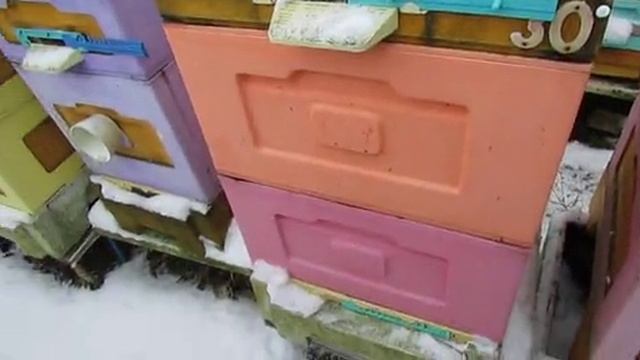 как зимует на воле дальневосточная пчела после перевода пчел на ячейку 4,9 мм , 19.02.2025 смотреть онлайн
